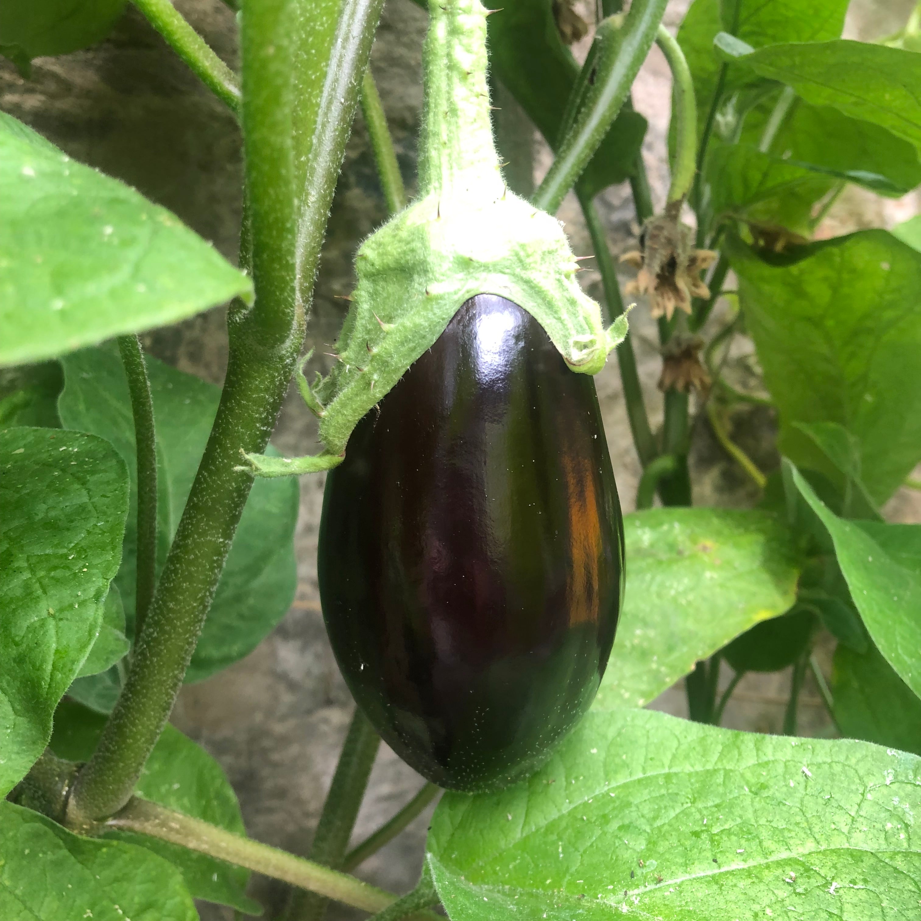 Aubergine Curry – Spice Pots